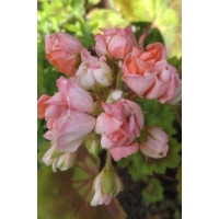 Pelargonium zonale Grandeur®DECO ´Appleblossom´ / Muškát ružičkový, bal. 6 ks, 6x K7