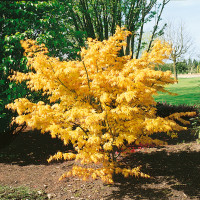 Acer palmatum ´Orange Dream´ / Javor dlaňovitolistý, 40-50 cm, C3