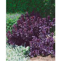 Cotinus coggygria ´Royal Purple´ / Škumpa vlasatá, 40-50 cm, C3
