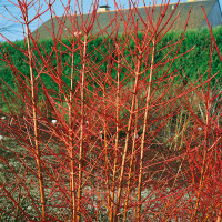 Cornus sanguinea ´Midwinter Fire´ / Svíb (drieň), K9