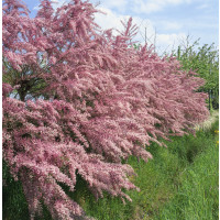 Tamarix tetrandra / Tamariška štvorčeková, 50-60 cm, C1,5 na živý plot