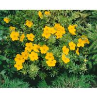 Potentilla fruticosa ´Goldfinger´ / Nátržník, 20-30 cm, C2