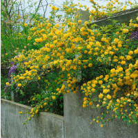 Kerria japonica ´Pleniflora´ / Kéria japonská, 20-30 cm, C2