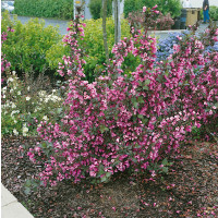 Weigela florida ´Purpurea´/ Vajgélia kvetnatá, 20 - 30 cm, K12