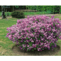 Syringa meyeri ´Palibin´ / Orgován Meyerov, 30-40 cm, C3