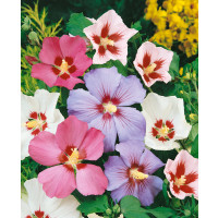 Hibiscus syriacus / Ibištek sýrsky, bal. 30 sem.