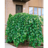 Morus alba ´Pendula´/ Moruša previslá, čierna, VK