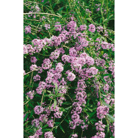 Buddleia alternifolia / Budleja striedavolistá, 50-60 cm, C3