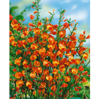 Cytisus scoparius ´Lena´ / Zanoväť / Prútnatec metlovitý žltý, 30 - 40 cm, C1