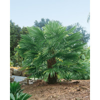 Trachycarpus fortunei / Trachykarp Fortunov, bal. 5 s