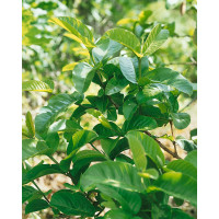 Psidium guajava / Jahodový strom, bal. 10 sem.