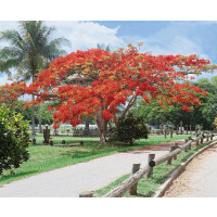 Delonix regia / Ohňový strom, bal. 5 sem.