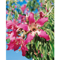 Chorisia speciosa / Chorisia, bal. 3 sem.