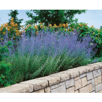 Perovskia atriplicifolia ´Blue Spire´ / Perovskia, 30-40 cm, K9