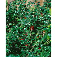 Ilex meserveae ´Blue Maid´ / Cezmína samičia, 30-40 cm, C2