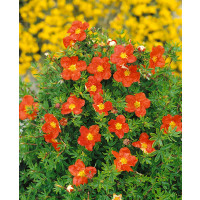 Potentilla fruticosa ´Marian Red Robin´® / Nátržník krovitý  červený, K9