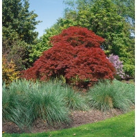 Acer palmatum ´Atropurpureum´ / Javor dlaňovitolistý, 40-50 cm, C3