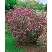 Weigela florida ´ Foliis Purpureis´ / Vajgélia kvetnatá, 20-30 cm, C2