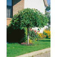 Morus alba ´Pendula´/ Moruša previslá, kmeň 6/8, C20