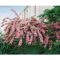 Weigela florida Rosea / Vajgélia kvetnatá, 20-30 cm, K9