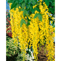 Laburnum watereri ´Vossii´ / Štedrec hybridný, 100-125 cm, C7,5