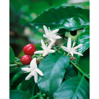 Coffea arabica / Kávovník arabský, trs rastlín, K12