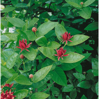 Calycanthus floridus / Kalykant floridský, 100-120 cm, C5