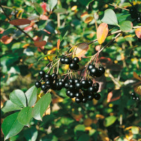 Aronia melanocarpa ´Nero´ / Arónia čiernoplodá, 30-50 cm, K11