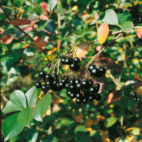 Aronia melanocarpa ´Nero´ / Arónia čiernoplodá, 30-40 cm, C2