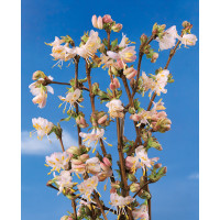 Lonicera fragrantissima / Zemolez voňavý, 40-50 cm, C3