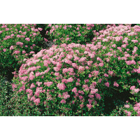 Spiraea japonica ´Little Princess´ / Tavoľník japonský, K9