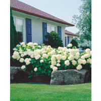 Hydrangea arborescens ´Annabelle´ / Hortenzia stromčekovitá, 60 cm, C2