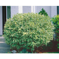 Cornus alba ´Elegantissima´ / Svíb biely, 40-50 cm, C2