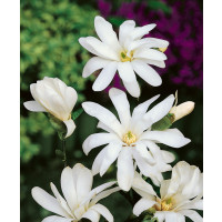 Magnolia stellata ´Waterlily´ / Magnólia hviezdicovitá, 40-50 cm, C1