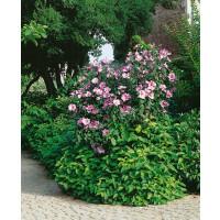 Hibiscus syriacus / Ibištek sýrsky mix farieb, bal. 10 ks VK na živý plot