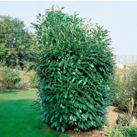 Prunus laurocer. ´Caucasica´ / Vavrínovec, 30-40 cm, K9