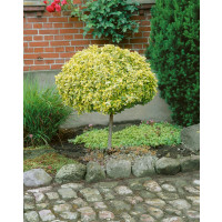 Euonymus fortunei ´Emerald Gold´ / Bršlen Fortuneov, 60 cm kmienok, C5