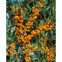 Hippophae rhamnoides ´Ananasnaja´ / Rakytník rašetliakový, 30-40 cm, K9