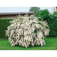 Spiraea x vanhouttei / Tavoľník van Houtteho, 30-40 cm, C1,5