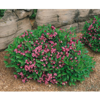 Weigela florida ´Minuet ´/ Vajgélia kvetnatá, 30-40 cm, C2