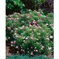 Spiraea japonica ´Shirobana´ (Genpei) / Tavoľník japonský, 15-20 cm, K9