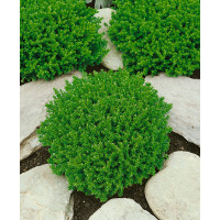 Hebe ´Emerald Green´ / Hebe, C1,5