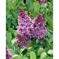 Syringa vulgaris ´Amethyst´ / Orgován, 40-50 cm, C2