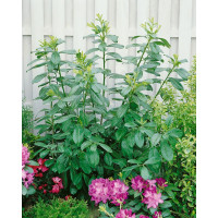 Prunus laurocerasus ´Novita´ / Vavrínovec, 25-30 cm, K9