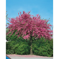 Cercis canadensis / Judášovec kanadský, 50-60 cm, C3