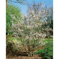 Amelanchier lamarckii / Muchovník, bal. 10 ks VK, 3-roč., 60-80 cm, na živý plot