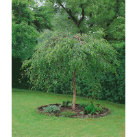 Betula pendula ´Youngii´ / Breza previsnutá, 150-175 cm, C4