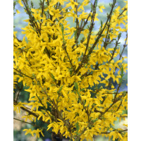 Forsythia x intermedia ´Weekend / Zlatý dážď / Zlatovka prostredná, 60-80 cm, K12