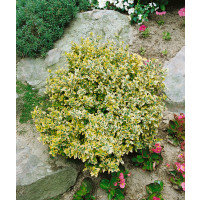 Euonymus fortunei ´Variegatus´ / Bršlen Fortuneov, 12-15 cm, K9