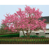 Magnolia x soulangeana / Magnólia Soulangova, 20-30 cm, K9
